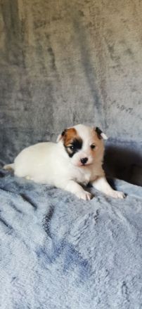 Papillon Rüde Welpe