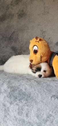 Papillon Rüde Welpe