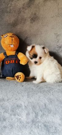 Papillon Rüde Welpe