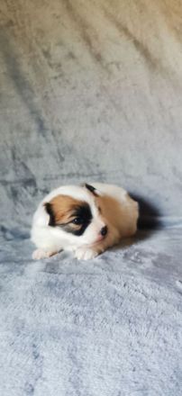 Papillon Rüde Welpe