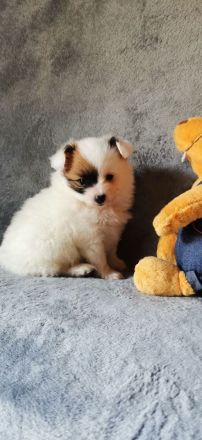 Papillon Rüde Welpe