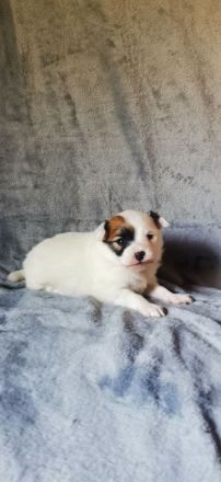 Papillon Rüde Welpe