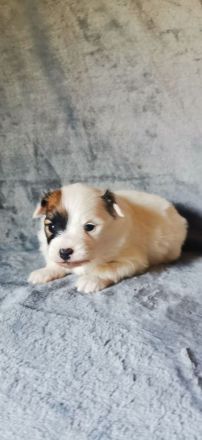 Papillon Rüde Welpe