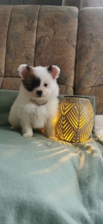 Papillon Rüde Welpe