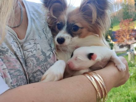 Papillon Rüde Welpe