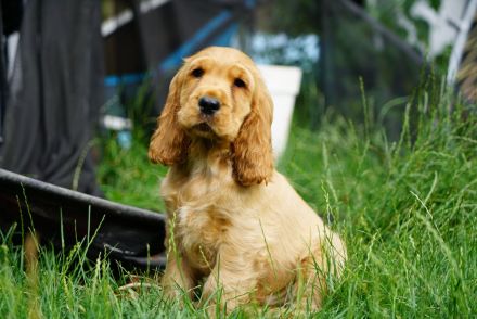 Englisch Cocker Spaniel Welpen in Gold