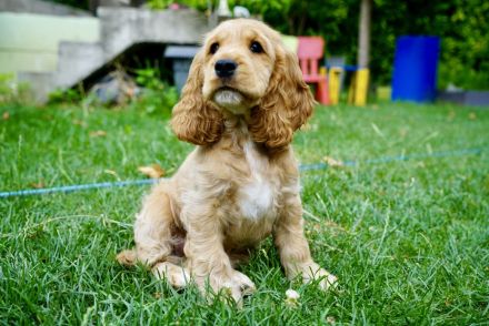 Englisch Cocker Spaniel Welpen in Gold