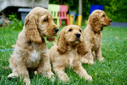 Englisch Cocker Spaniel Welpen in Gold