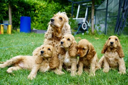 Englisch Cocker Spaniel Welpen in Gold