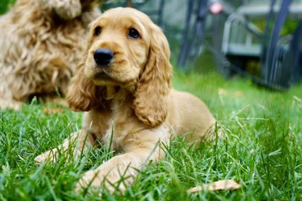 Englisch Cocker Spaniel Welpen in Gold