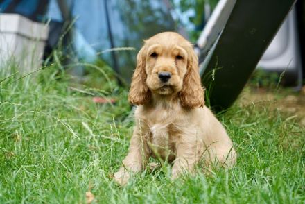 Englisch Cocker Spaniel Welpen in Gold