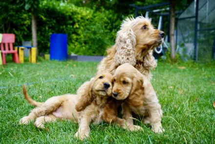 Englisch Cocker Spaniel Welpen in Gold
