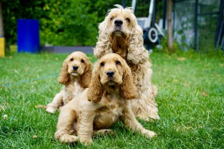 Englisch Cocker Spaniel Welpen in Gold