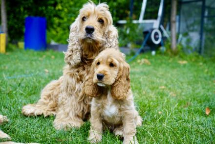 Englisch Cocker Spaniel Welpen in Gold