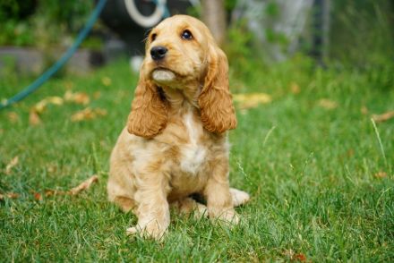 Englisch Cocker Spaniel Welpen in Gold