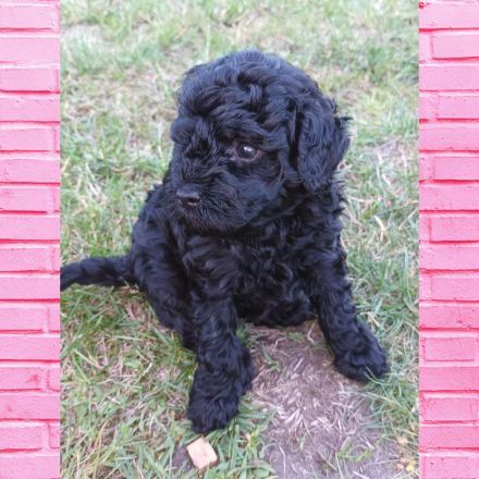 Süsser Zwergpudelwelpe