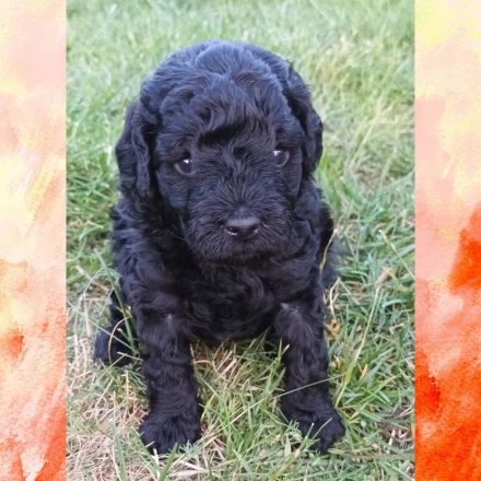 Süsser Zwergpudelwelpe