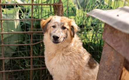 Fiena - sucht einfühlsame Familie!