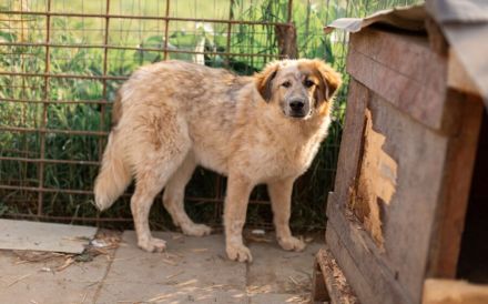 Fiena - sucht einfühlsame Familie!