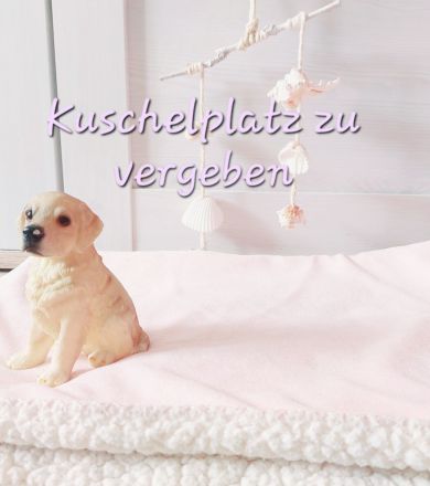Liebevolles Zuhause für Golden Retriever zu vergeben