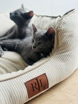 Russisch blau Kitten von Seriösen Züchter