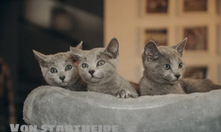 Russisch blau Kitten von Seriösen Züchter