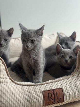 Russisch blau Kitten von Seriösen Züchter