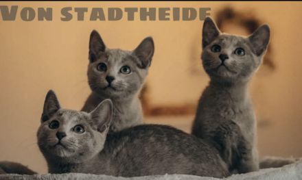Russisch blau Kitten von Seriösen Züchter