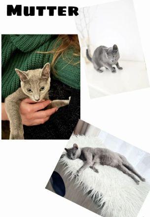 Russisch blau Kitten von Seriösen Züchter