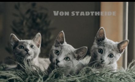 Russisch blau Kitten von Seriösen Züchter