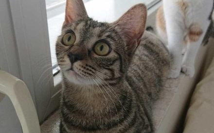 Kleiner Panther Pagira