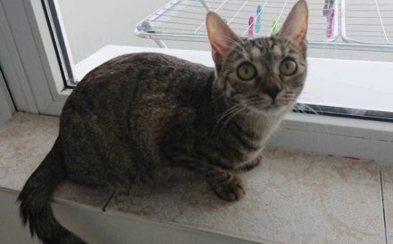 Kleiner Panther Pagira