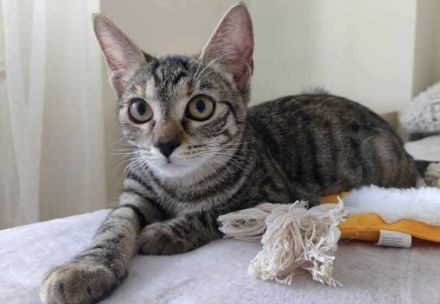 Kleiner Panther Pagira