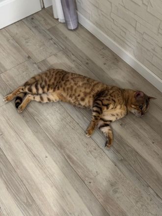 Reinrassiger Zuchtkater Bengal