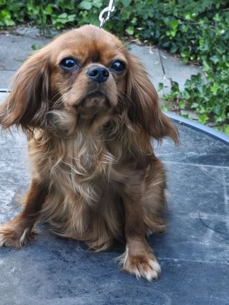 Cavalier King Charles Spaniel Mädchen abzugen