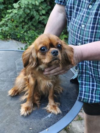 Cavalier King Charles Spaniel Mädchen abzugen