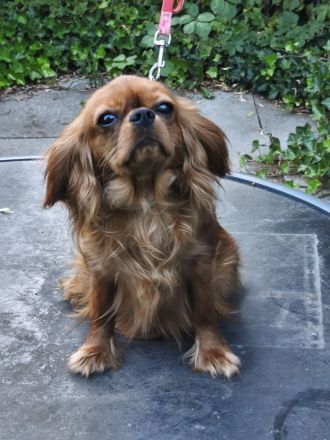 Cavalier King Charles Spaniel Mädchen abzugen