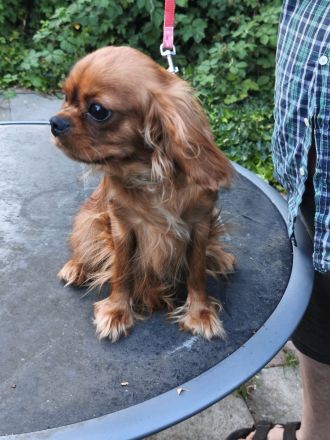 Cavalier King Charles Spaniel Mädchen abzugen