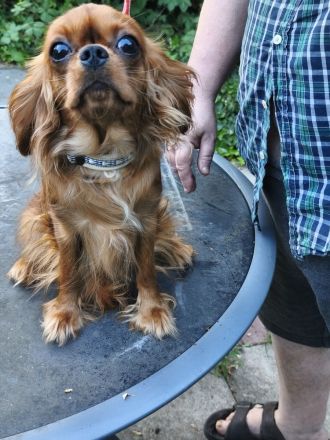 Cavalier King Charles Spaniel Mädchen abzugen