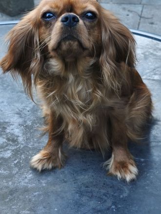 Cavalier King Charles Spaniel Mädchen abzugen