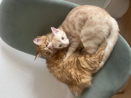 2 Hauskater suchen ein nettes Zuhause