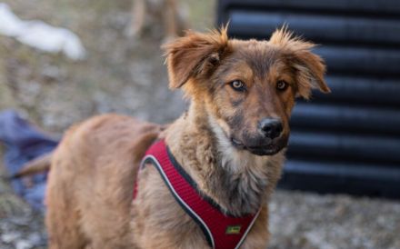 Kenzo bringt Leben ins Haus