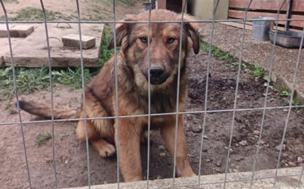 Kenzo bringt Leben ins Haus