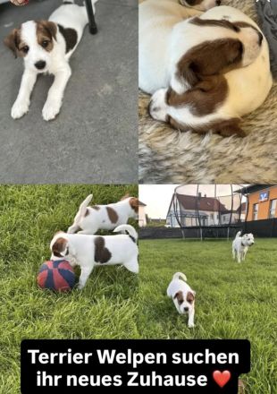 Parson Russell Terrier Welpen