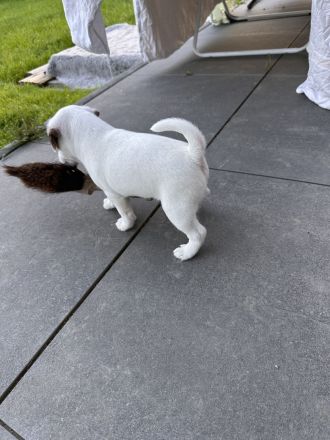 Parson Russell Terrier Welpen