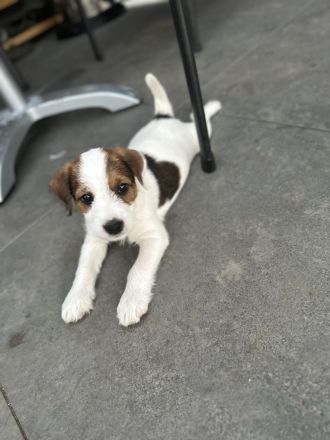 Parson Russell Terrier Welpen