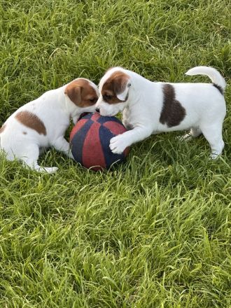 Parson Russell Terrier Welpen