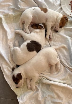 Parson Russell Terrier Welpen