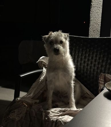 Parson Russell Terrier Welpen