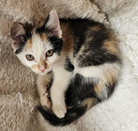 Hübsche Poly Norwegische Waldkatzen Mädchen